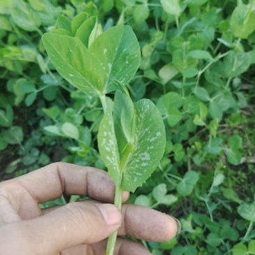 豌豆苗基地