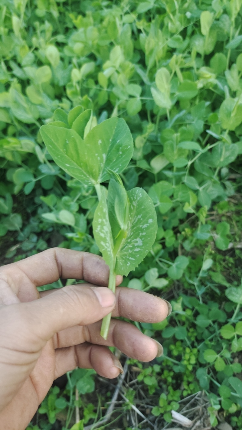 豌豆苗基地