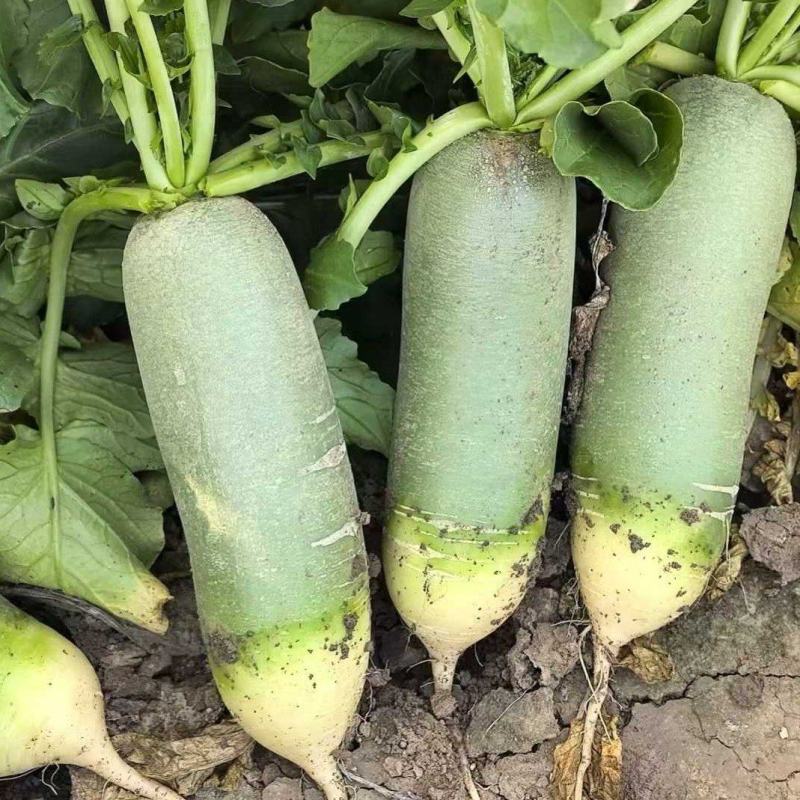 吉林产区水果萝卜大量上市质量好欢迎采购
