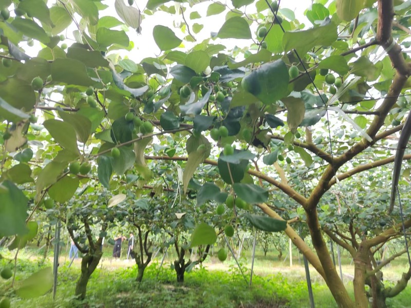 云南苹果枣新鲜上市，视频看货，对接商超市场电商社区团购