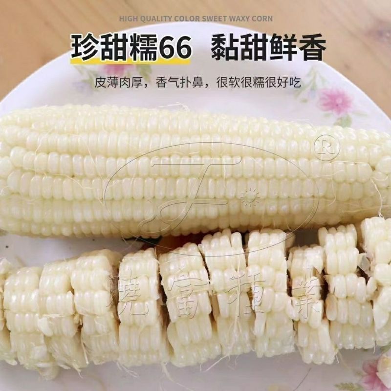 珍甜糯66白甜糯玉米种籽甜加糯玉米高产量大棒型大香甜糯玉