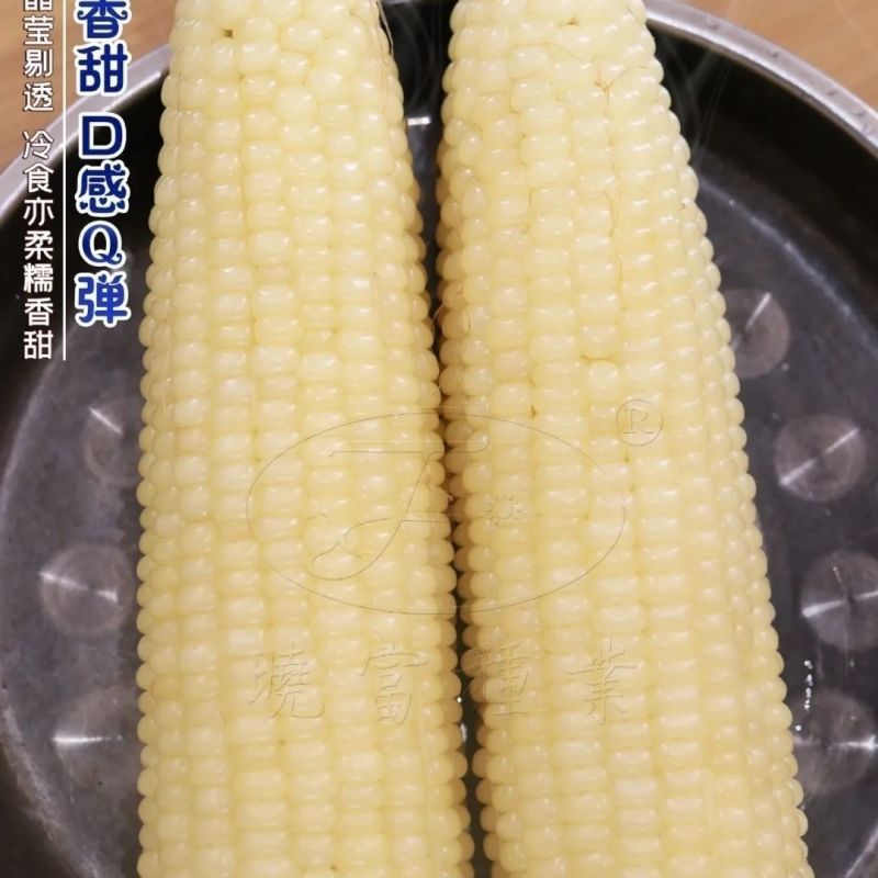 珍甜糯66白甜糯玉米种籽甜加糯玉米高产量大棒型大香甜糯玉