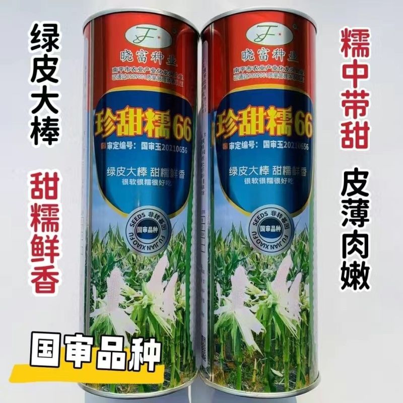 珍甜糯66白甜糯玉米种籽甜加糯玉米高产量大棒型大香甜糯玉