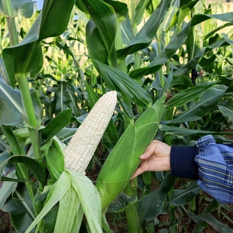 珍甜糯66白甜糯玉米种籽甜加糯玉米高产量大棒型大香甜糯玉