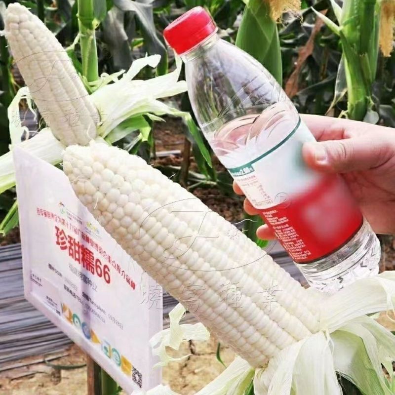 珍甜糯66白甜糯玉米种籽甜加糯玉米高产量大棒型大香甜糯玉
