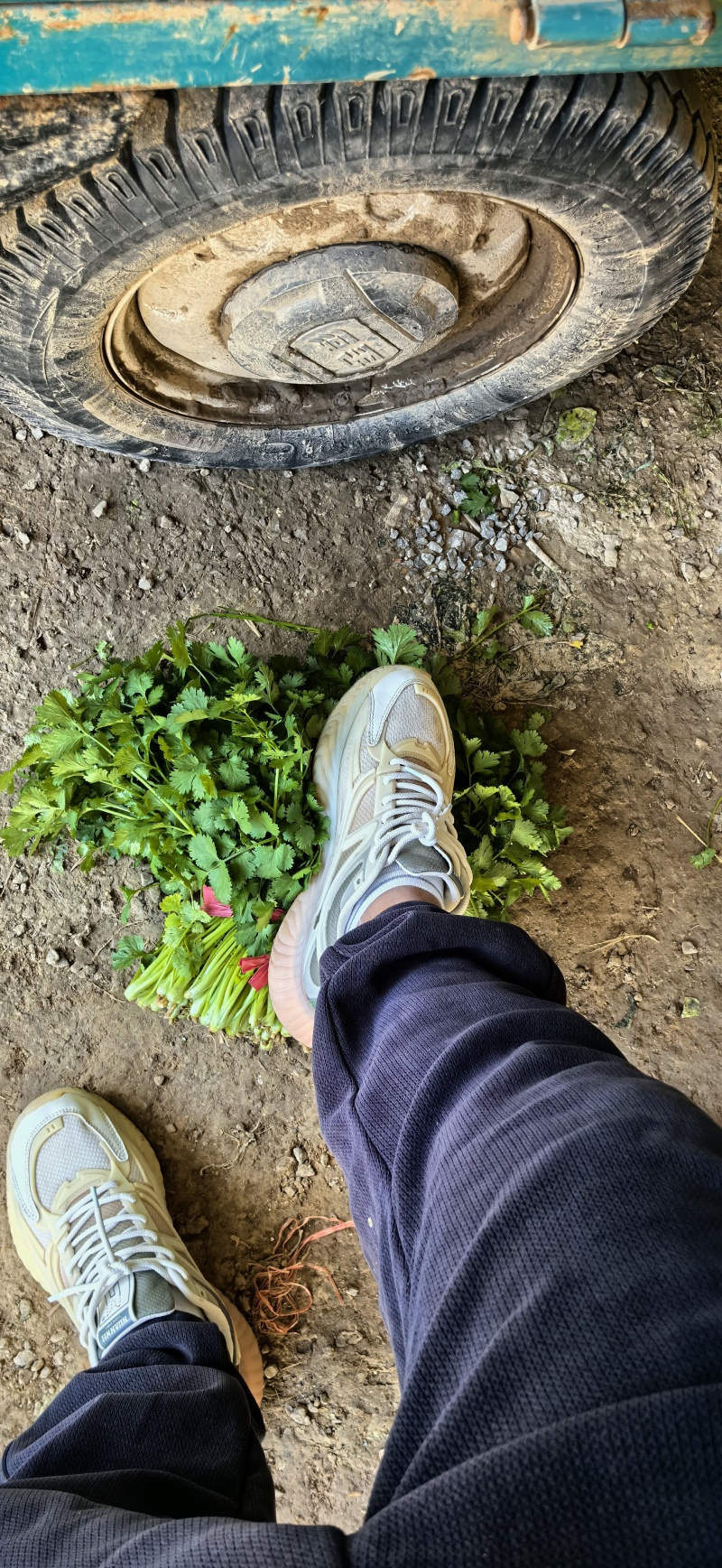香菜25~30厘米以上，价格便宜，欢迎订购，数量有限，