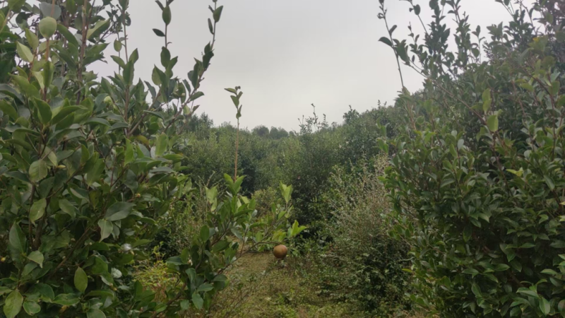 （包邮）山茶油自己生产加工有原材料工艺合规欢迎咨询