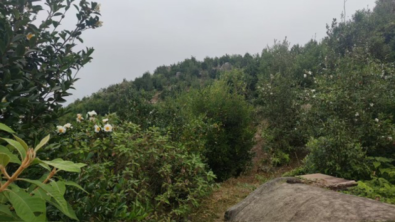 （包邮）山茶油自己生产加工有原材料工艺合规欢迎咨询