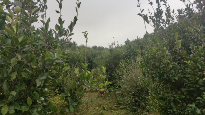 （包邮）山茶油自己生产加工有原材料工艺合规欢迎咨询