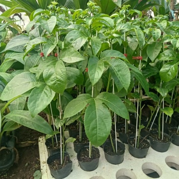 台农一号百香果苗20~30质量好价格低一手货源基地直发