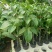 台农一号百香果苗20~30质量好价格低一手货源基地直发
