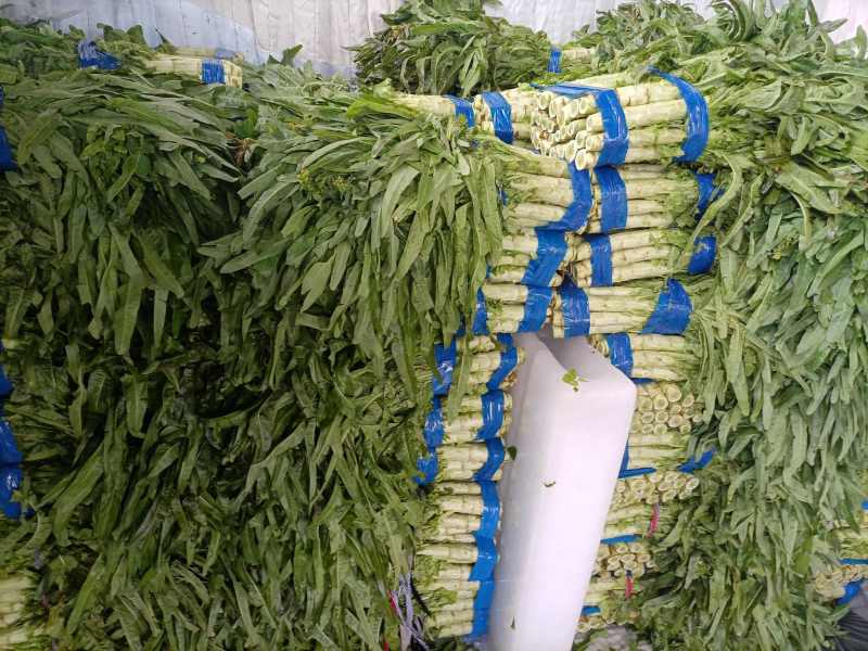 莴笋红叶莴苣安徽万亩大棚红尖叶莴苣货源稳定一手货源