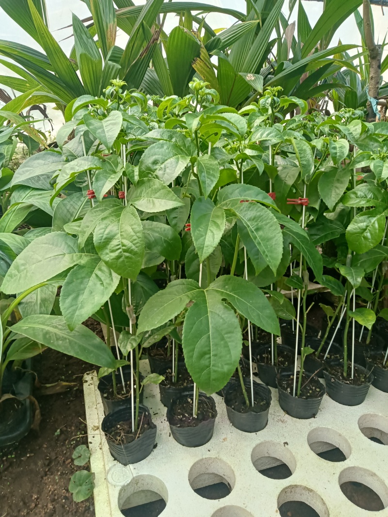 台农一号百香果苗20~30质量好价格低一手货源基地直发
