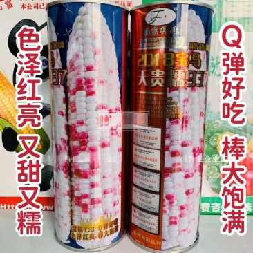 【正品】晓富彩甜糯玉米种子2018宝马甜糯玉米种子大棒鲜