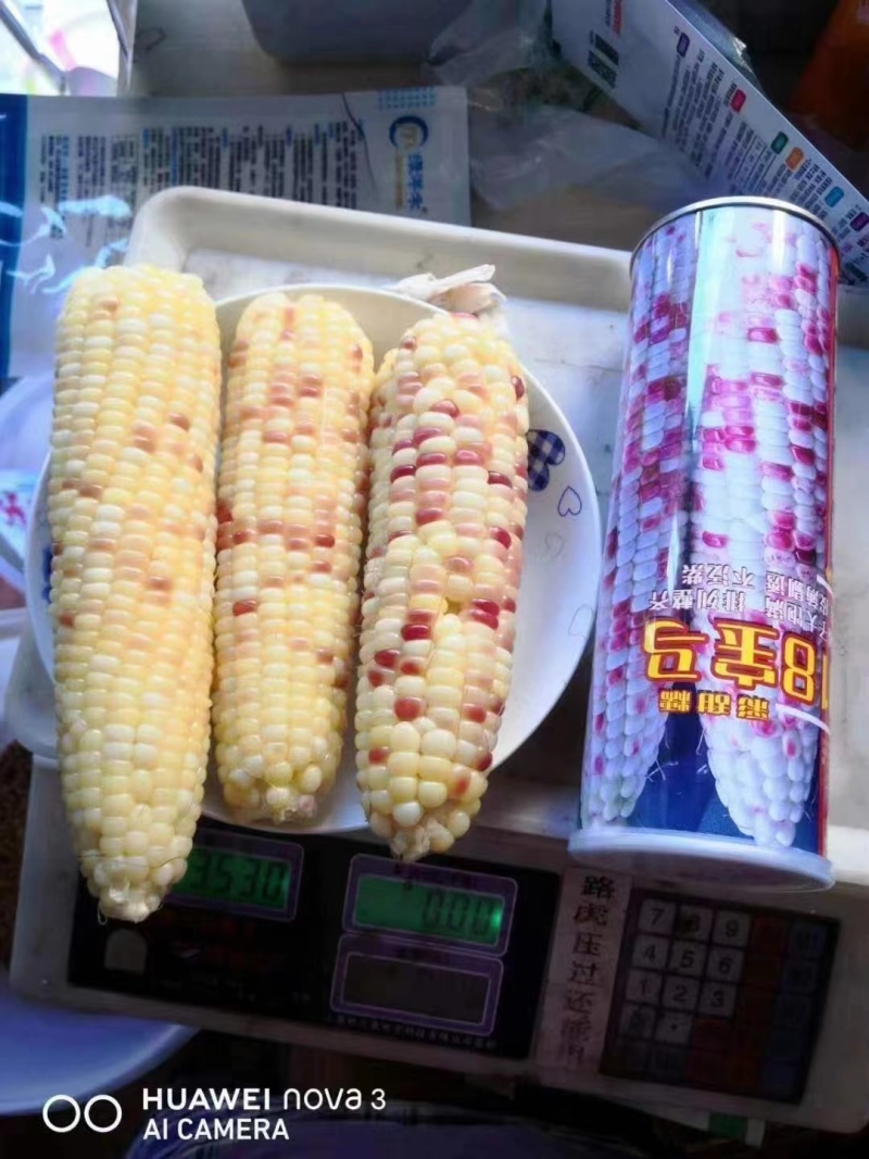 【正品】晓富彩甜糯玉米种子2018宝马甜糯玉米种子大棒鲜