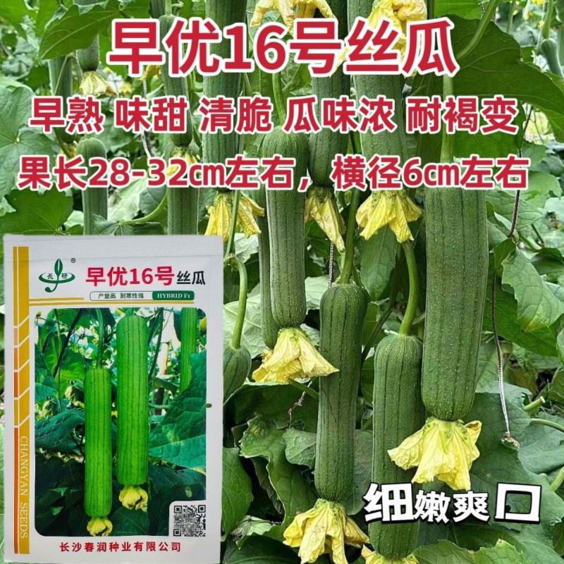 春润早优16号丝瓜种子瓜味浓味甜清脆中长棒形丝瓜种籽产量