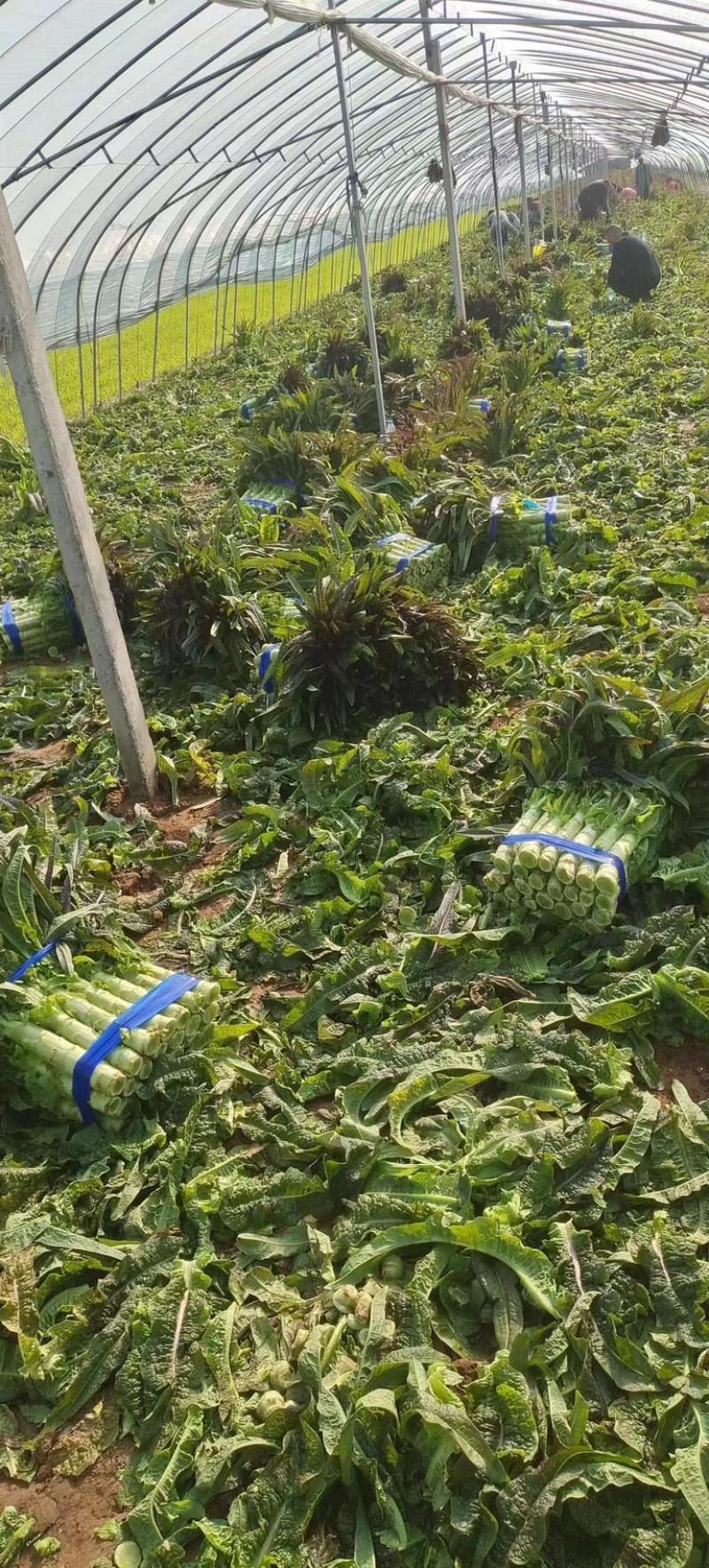 安徽尖叶莴笋产地直发可视频看货量大价优对接全国