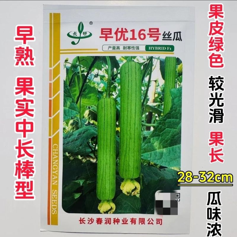 春润早优16号丝瓜种子瓜味浓味甜清脆中长棒形丝瓜种籽产量