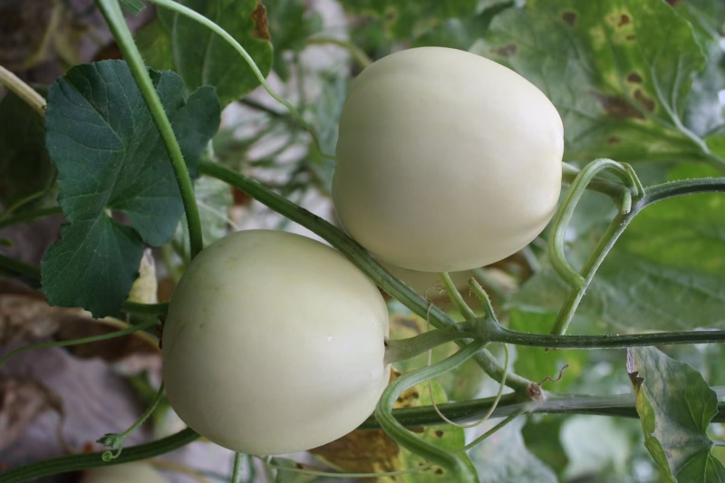 雪莹101白皮甜瓜香瓜种籽早熟春夏秋播四季大棚露天种子
