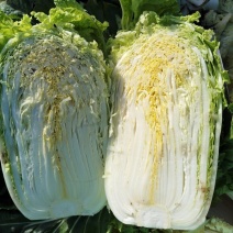 山东白菜