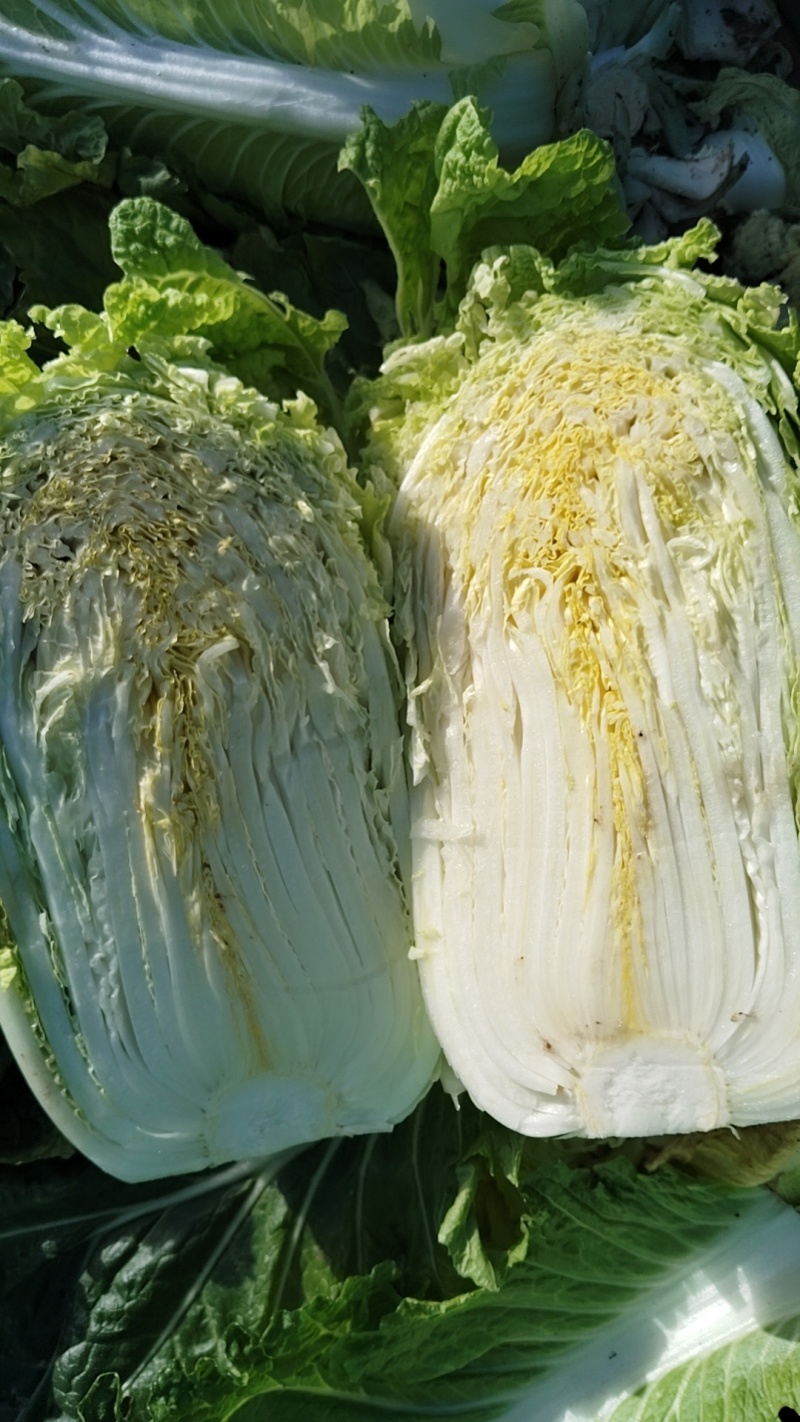 山东白菜