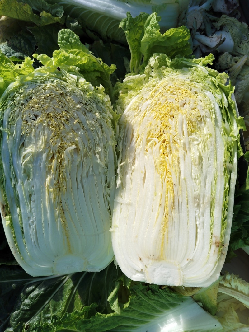 山东白菜