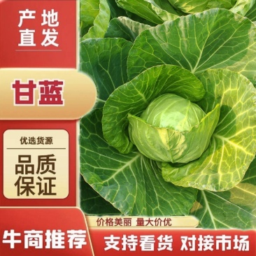 [精品甘蓝]产地直发！[内蒙甘蓝][手感菜][宣菜]