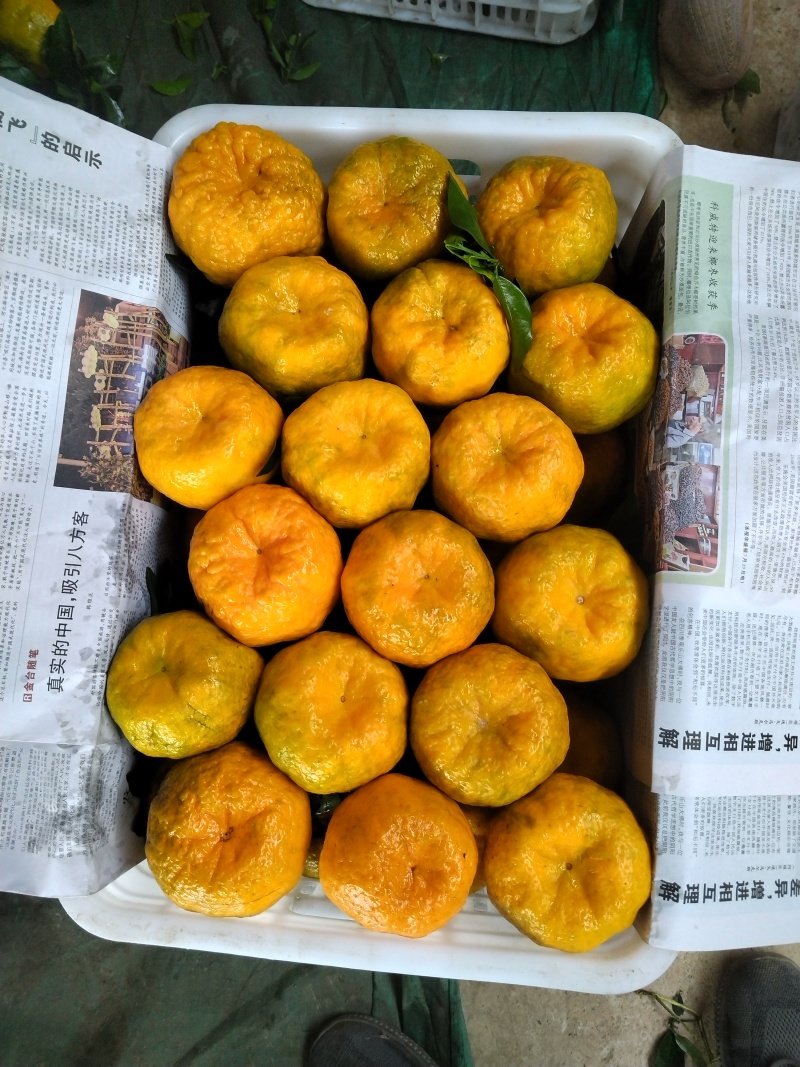 云南椪柑大上市货员冲足销量全国各地大量上市