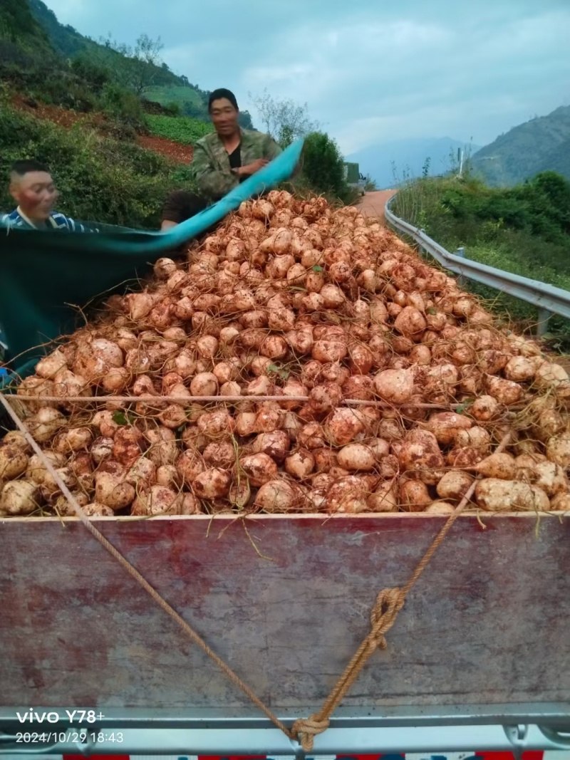 凉薯别名地瓜、土瓜