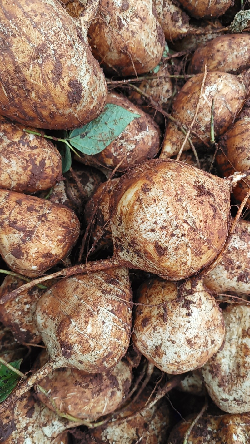凉薯别名地瓜、土瓜