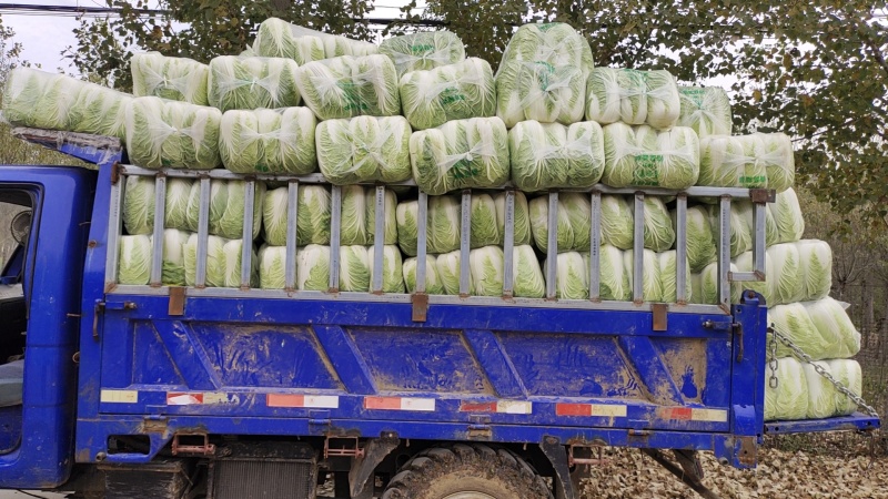 山东滕州黄心白菜大白菜大量供应产地直发货源充足