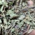 头花蓼，四季红。各种冷背药材需要的老板联系我
