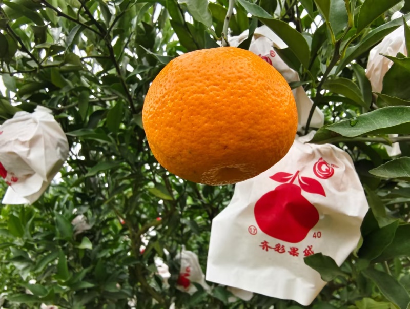 耙耙柑(细皮、无干水无冻伤、纯甜化渣、)