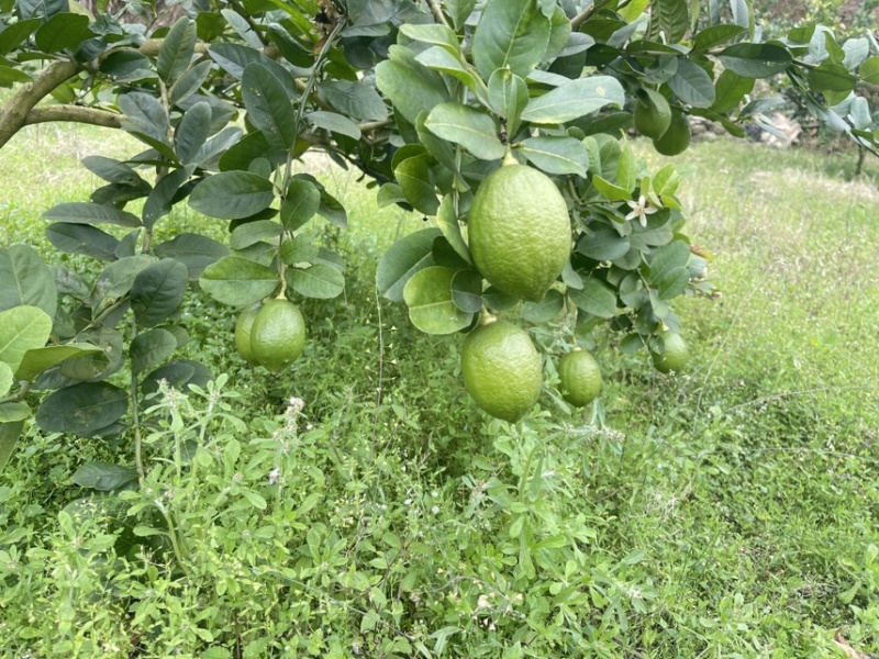 广东香水柠檬