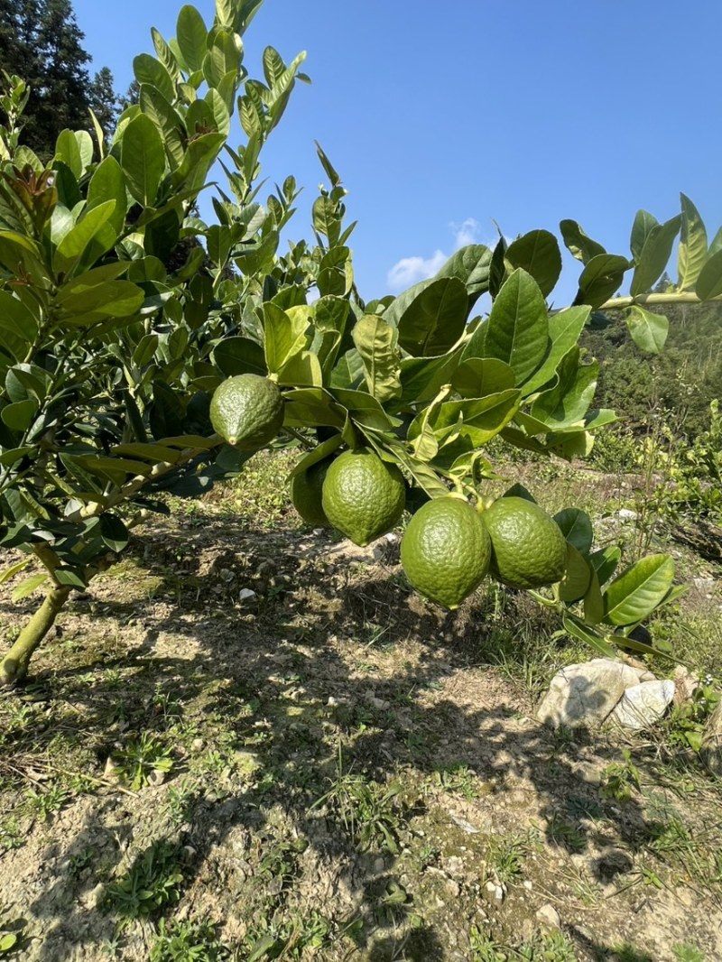 广东香水柠檬