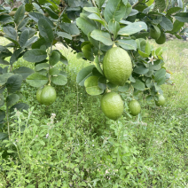 广东香水柠檬