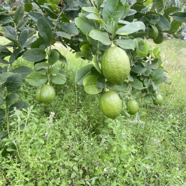 广东香水柠檬