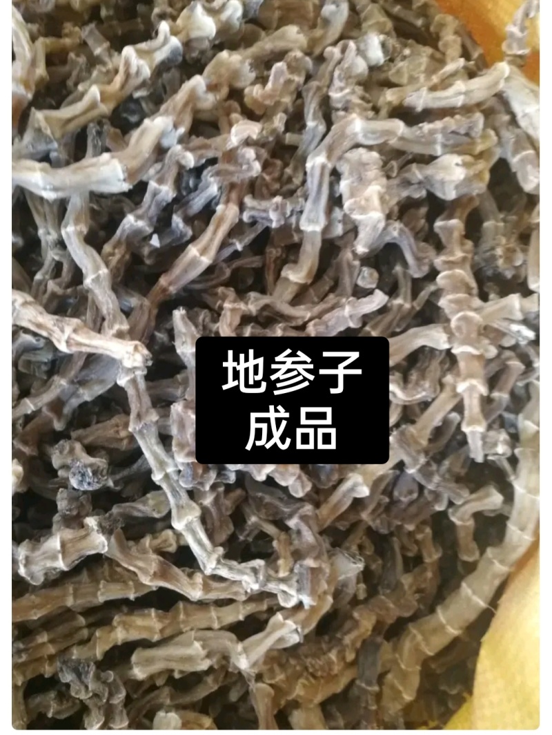 虫草参