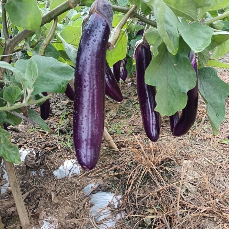 广西茄子品质保证诚信经营欢迎联系接商超市场电商