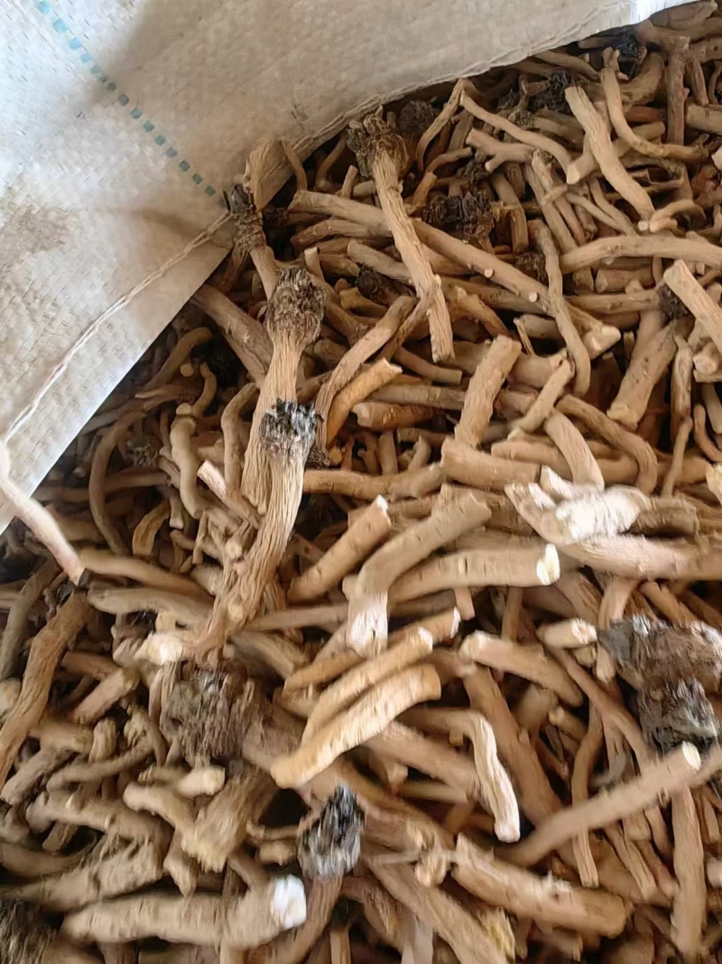 板蓝根