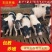 供应活体巴马香猪藏香猪，精品巴马香猪藏香猪