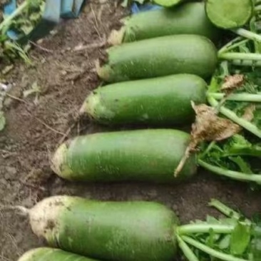 200亩水果萝卜大量上市