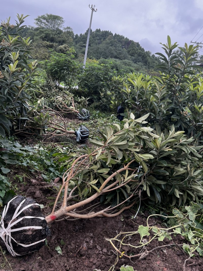 店主推荐5-10公分枇杷树嫁接枇杷树大五星枇杷树