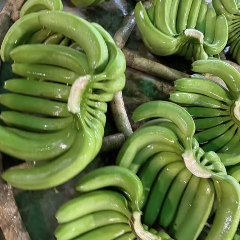 广西香蕉大量上市