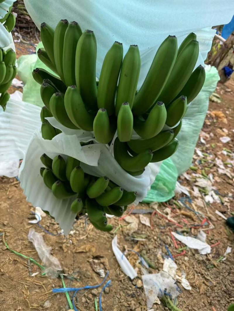 广西香蕉大量上市