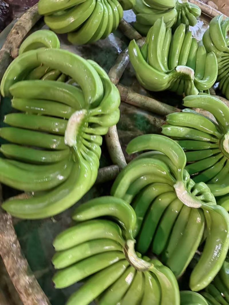 广西香蕉大量上市