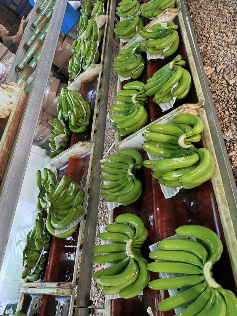 广西香蕉大量上市