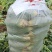 水果萝卜/精品挑选4-8两市场、电商果、食堂果