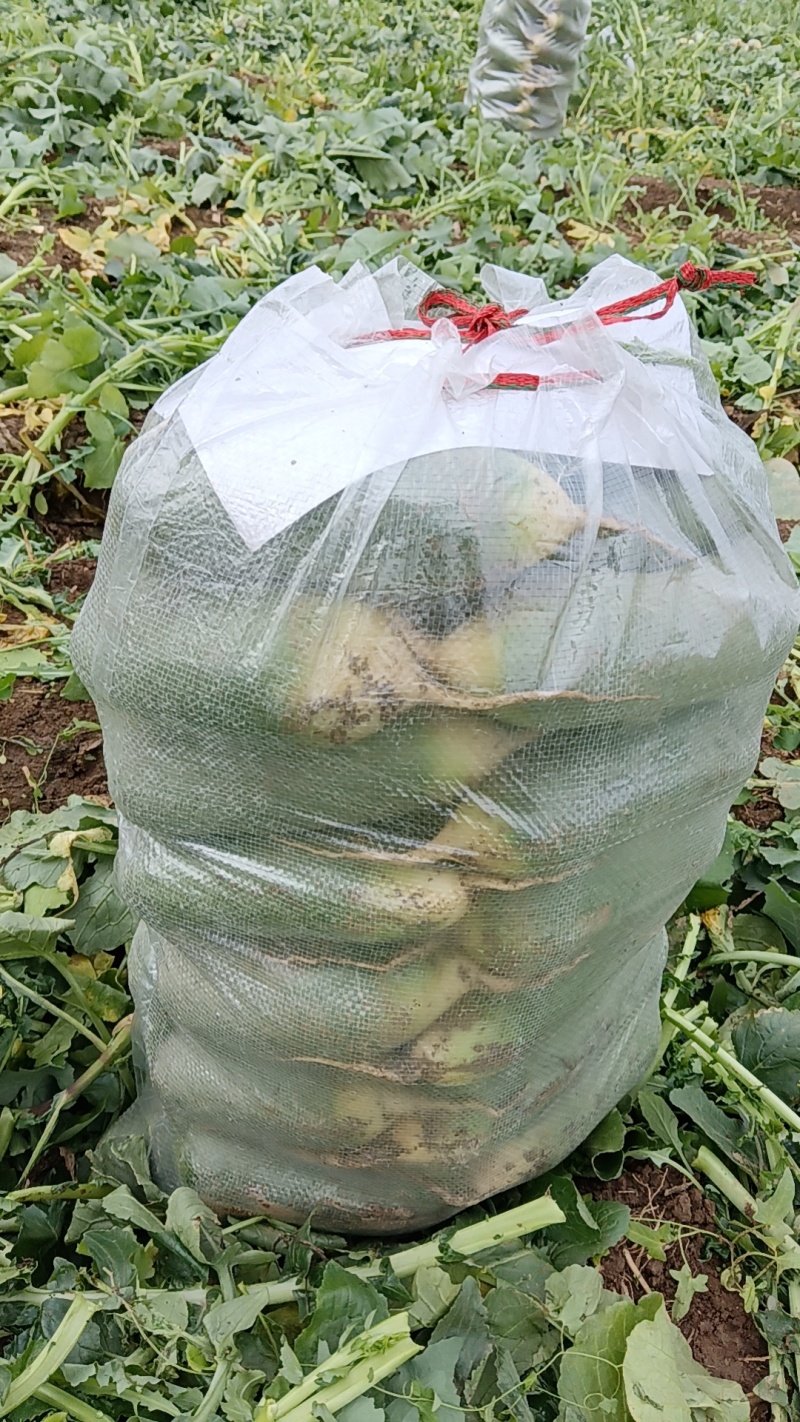水果萝卜/精品挑选4-8两市场、电商果、食堂果