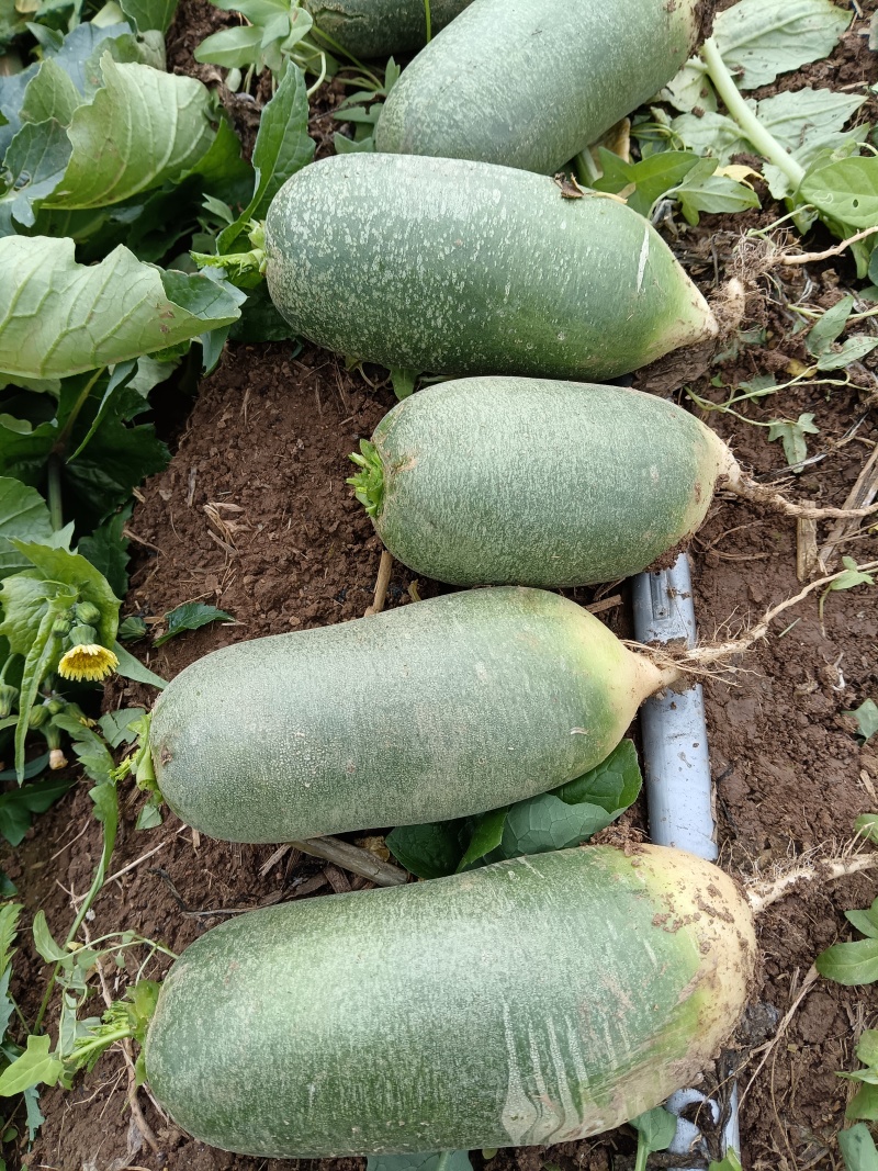 水果萝卜/精品挑选4-8两市场、电商果、食堂果